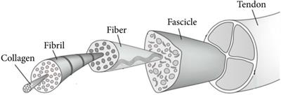 An overview of the material science and knowledge of nanomedicine, bioscaffolds, and tissue engineering for tendon restoration